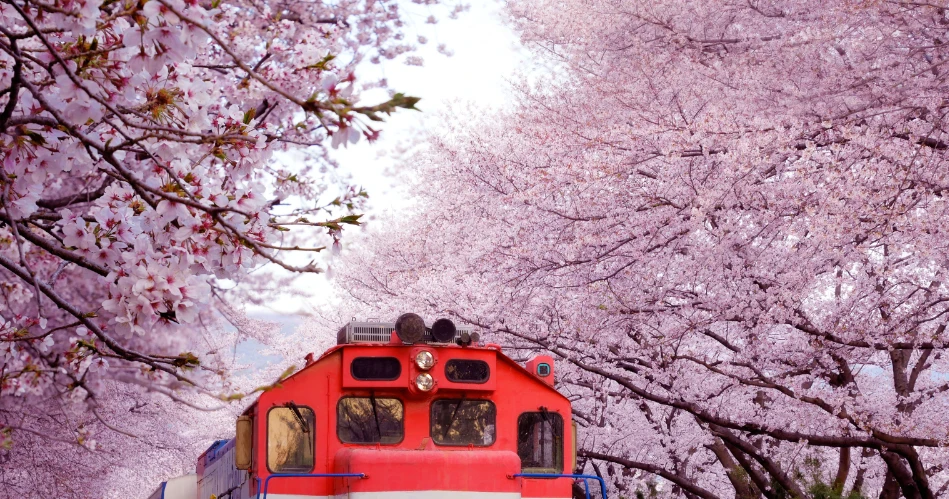 San Francisco Annual Events Guide: Festivals, Parades & Cultural Celebrations